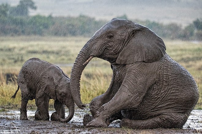 Một lát sau, đến lượt voi mẹ bị ngã. Voi con chạy lại gần, nó lo lắng vỗ về mẹ.